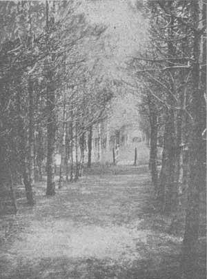 St Peter-Ording-1925-Waldweg